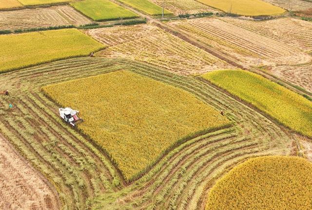 金秋 收割 稻谷 