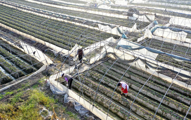 金秋时节 特色种植 农业产业 助农增收 乡村振兴
