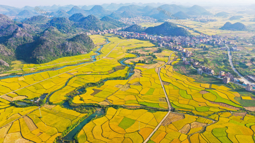 水稻  丰收  粮食  田园