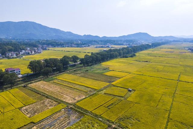 粮食生产  双季稻  机械化 秋天 丰收