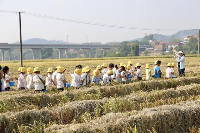 秋收 晚稻 拾穗 儿童 田间 教育