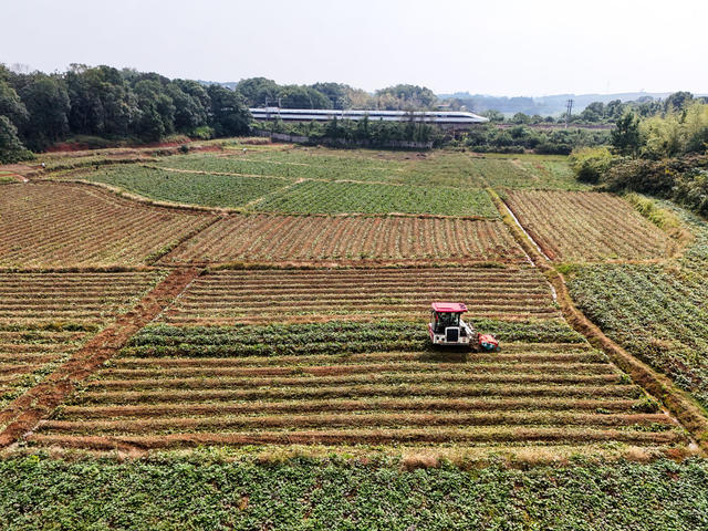 红薯  丰收  大棚  秋收  秋种  秋管   金秋  农事