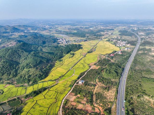 晚稻
丰景
丰收
稻田
道县