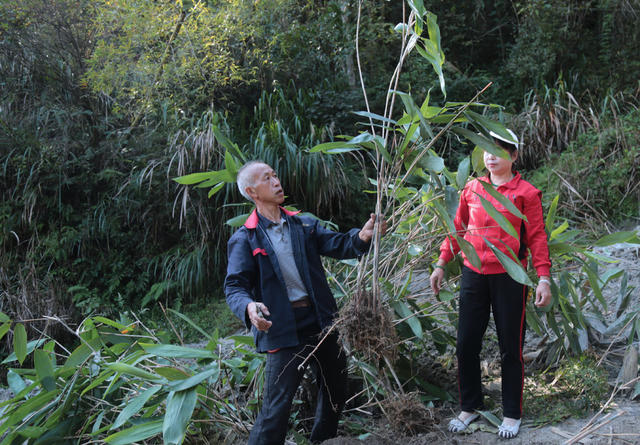 湖南桂东桥头乡 示范 基地 培训 产业发展 乡村振兴 粽叶 培训