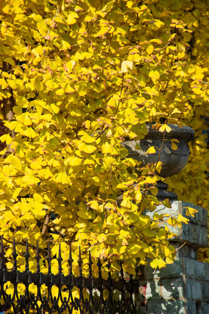 秋天 银杏 飞鸟