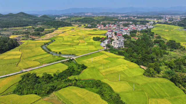 晚稻 田园 梯田
