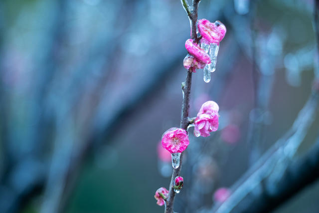 梅花 冰雪
