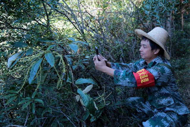湖南 “敏知万象” 野生植物 监测 识别比赛