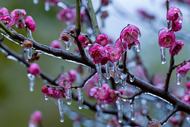 梅花 冰雪
