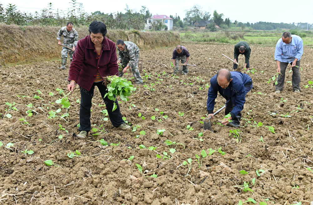 油菜 种植 移栽 土地利用 农业 农村 农民 农作物