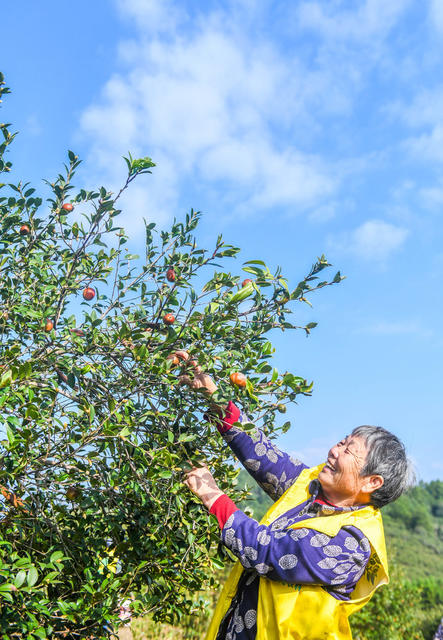 油茶果
道县