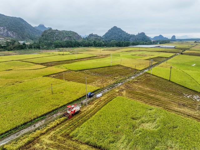 节气
霜降
道县
收晚稻
