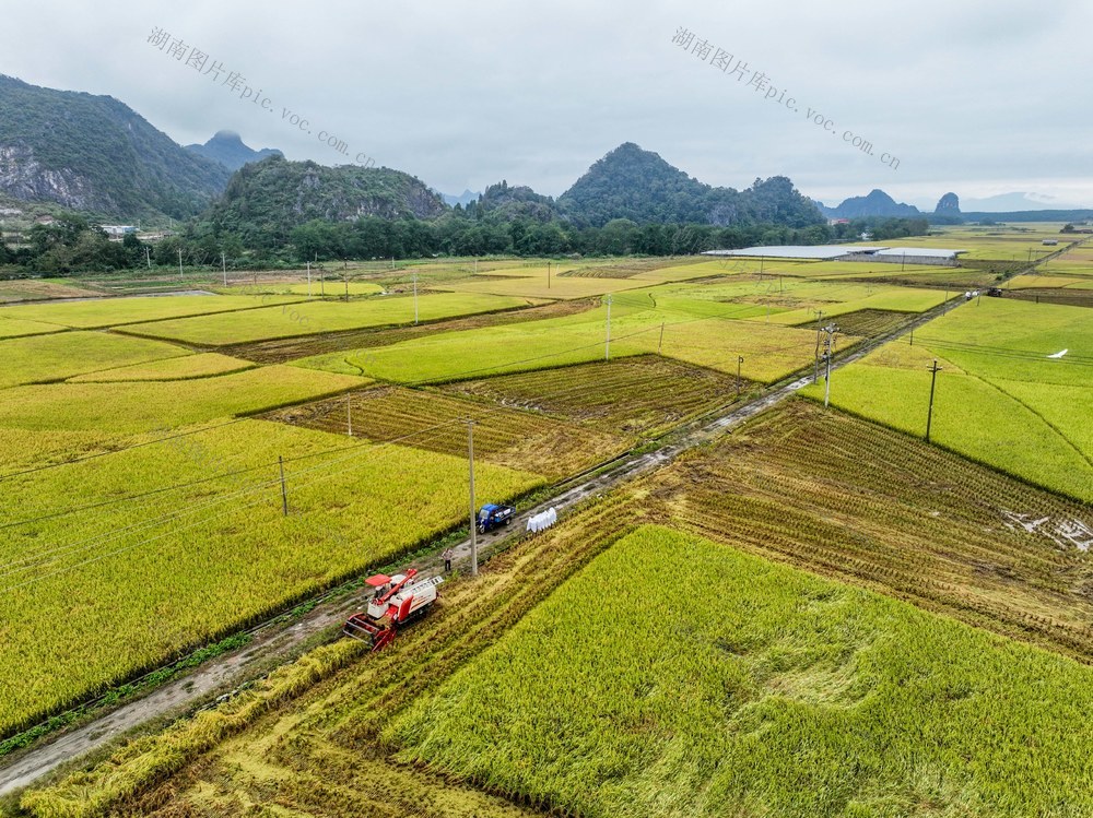 节气
霜降
道县
收晚稻
