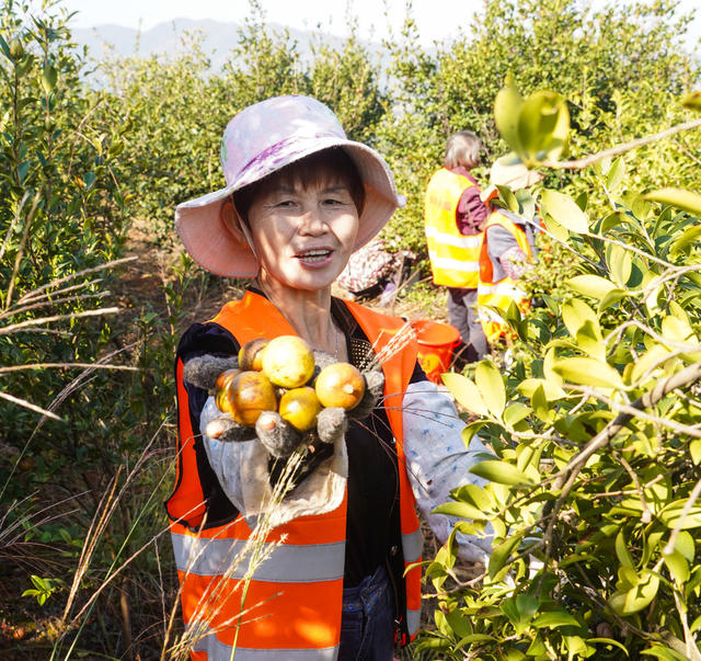 油茶  油茶果  丰收  成熟  采摘  致富