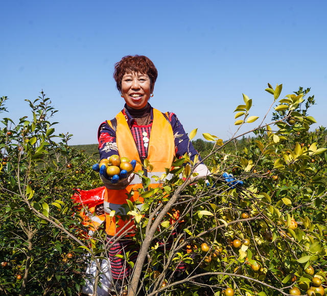 油茶  油茶果  丰收  成熟  采摘  致富