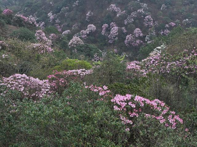 高山杜鹃 保护区 