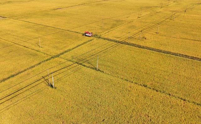 晚稻 收割 丰收 丰景 