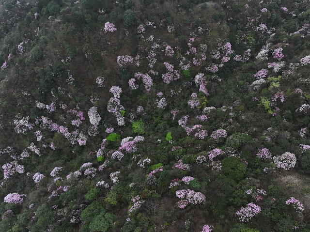 高山杜鹃 保护区 