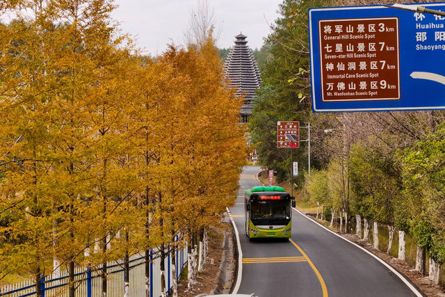 秋天、景色、公路、水杉、深秋