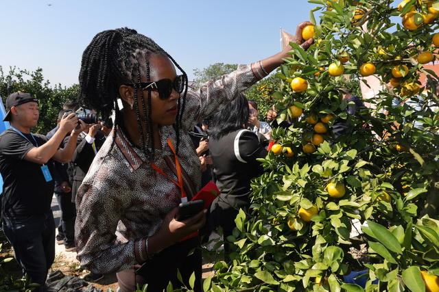 国际贸易　雪峰蜜桔　国外客商　出口　农产品出口