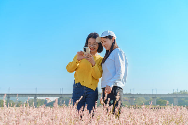 乡村游 美景 蓼花盛放