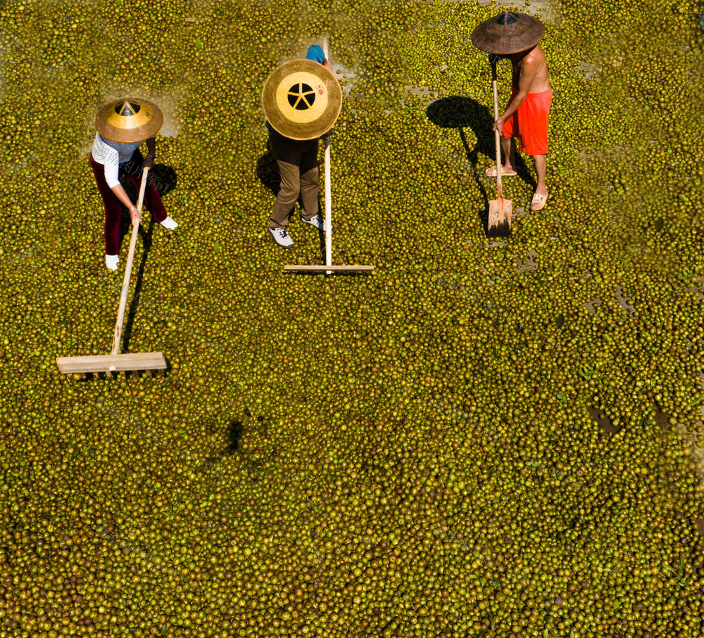 农村  种植  油茶  中方县