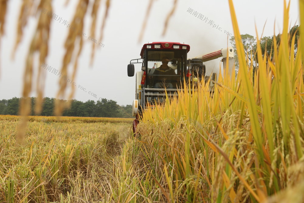 农事  农业生产 水稻收割   秋天
美丽乡村