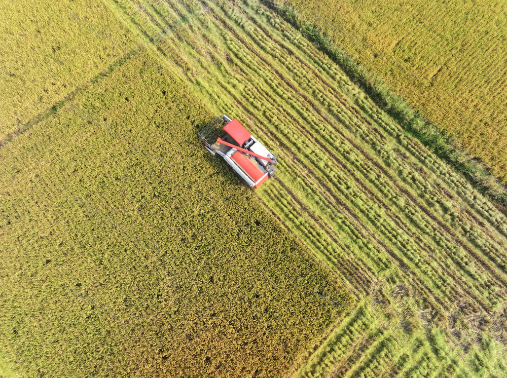 农业  粮食生产  晚稻收割  深秋 
 收割机