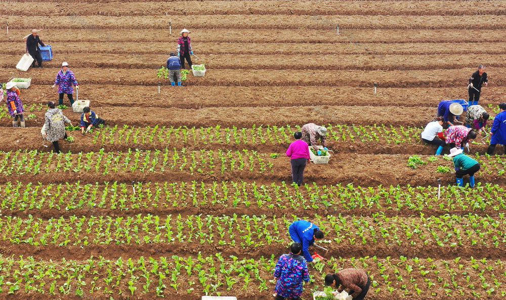 嘉禾：蔬菜产业助增收