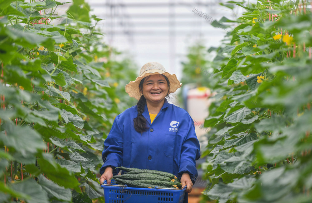 农业
设施农业
道县
