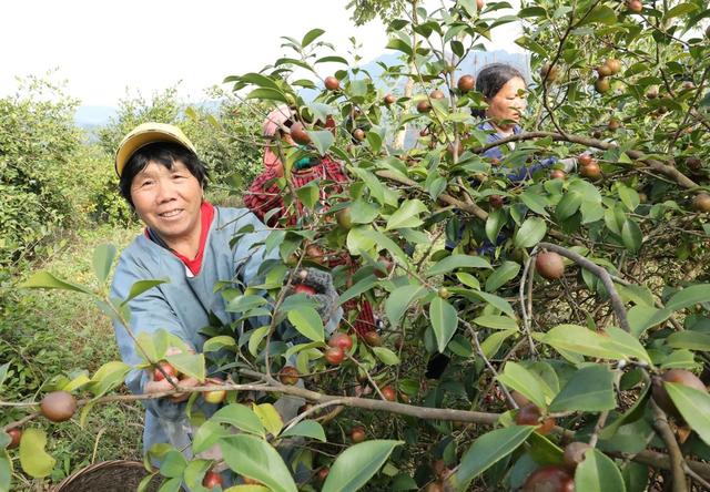 油茶丰收采摘忙    农户增收“油”盼头
