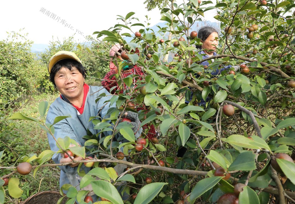 油茶丰收采摘忙    农户增收“油”盼头
