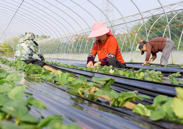 农业  草莓种植  苗期管理  御寒措施  保温地膜  防草功能
