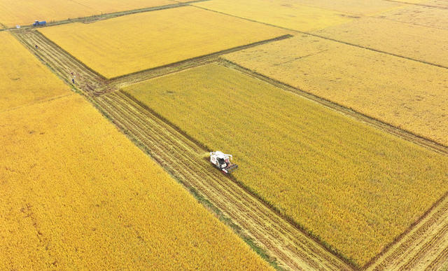 晚稻 收割