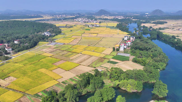 晚稻 秋景