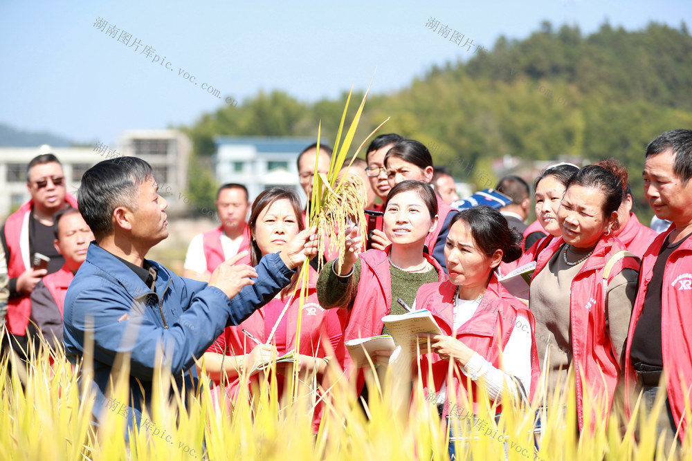 农民 职业技能 培训 田间课堂 实用技术 乡村振兴

