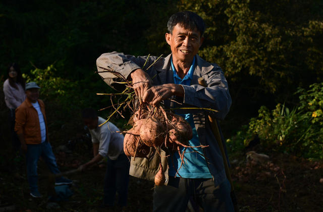 农业 红薯 产业 农民 增收