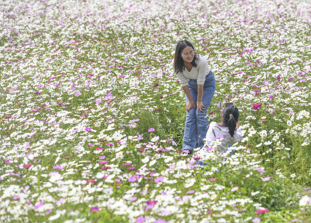 花海
双牌
秋游