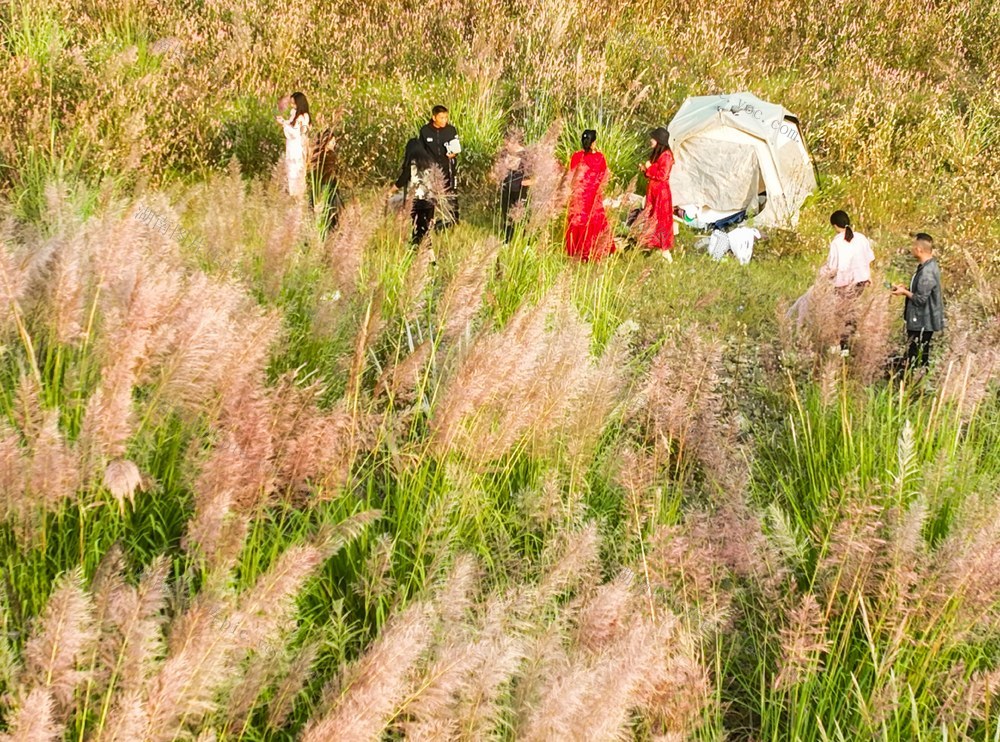 芦 花
秋色
道县

