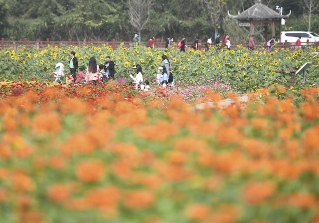 花海
双牌
秋游