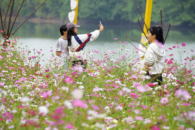 经济  旅游  深秋  景区  花海  游客