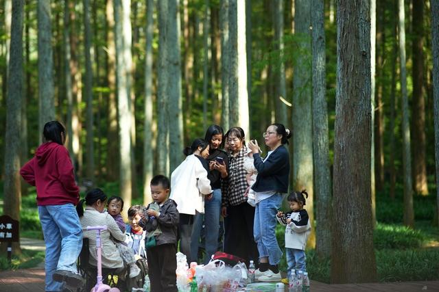 水杉、树林、生态、旅游、经济
