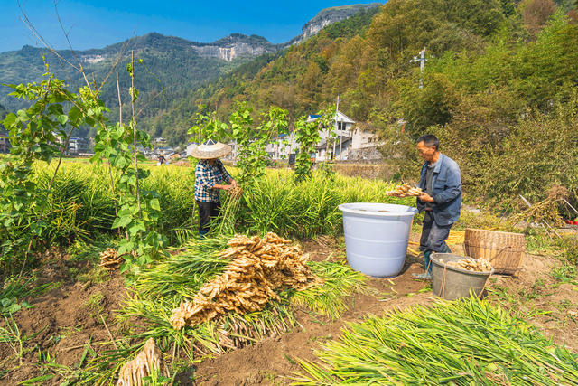 村民们在田间地头忙着采收生姜  因地制宜种植生姜等特色经济作物  当地重要的农业产业