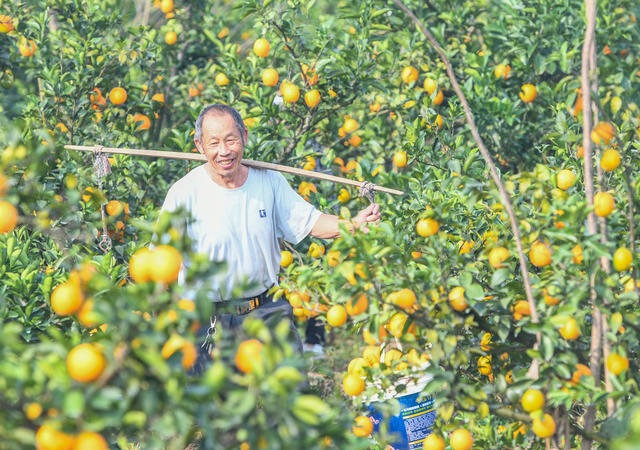 脐橙
道县
采收
