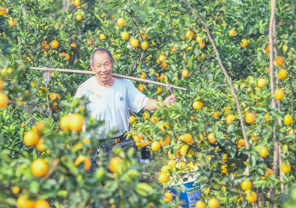 脐橙
道县
采收
