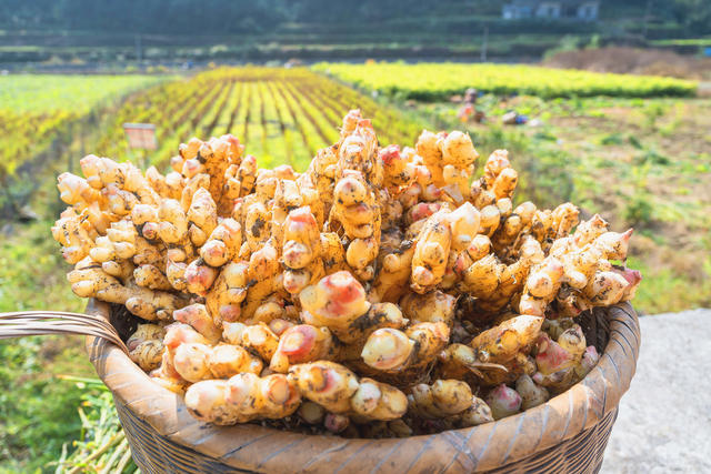 村民们在田间地头忙着采收生姜  因地制宜种植生姜等特色经济作物  当地重要的农业产业