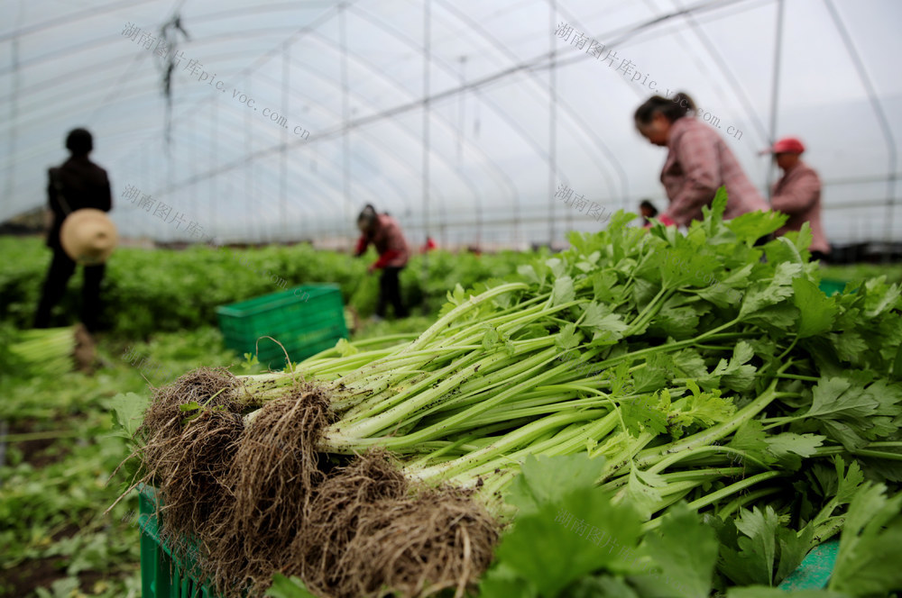 湖南桂东 香芹 丰收 村民 采摘 忙 起早摸黑 1+3模式