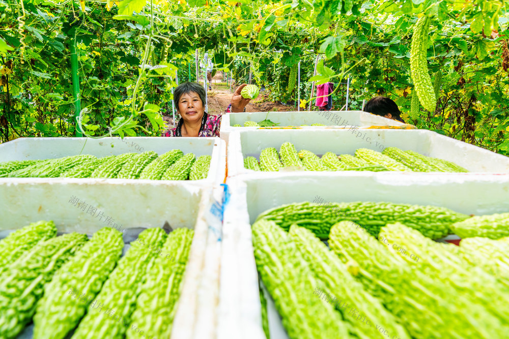 有机蔬菜  苦瓜  种植  