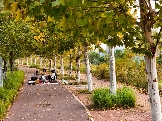 梧桐  叶黄  金秋  风景  旅游  自然