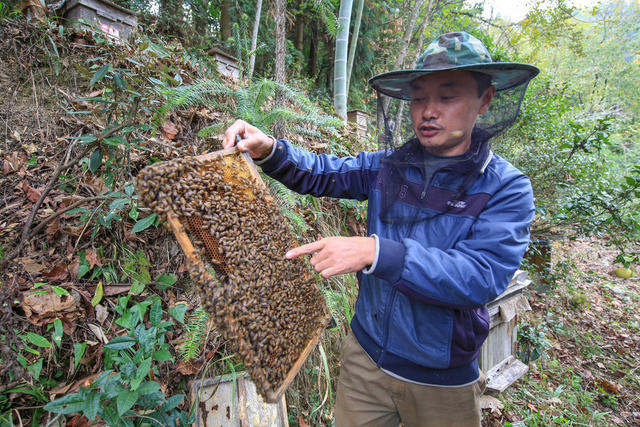 湖南，龙山，特种养殖，中蜂，增收